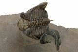 Two Spiny Erbenochile Trilobites With Gerastos - Stunning Association! #241562-11